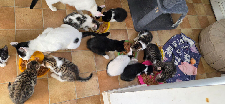 Beautiful kittens for sale looking for foreverr loving homes