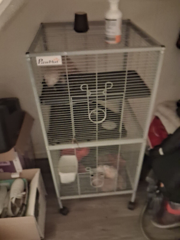 3 ferrets and cage