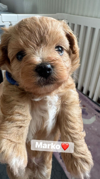 Exceptional F1 Maltipoo puppies