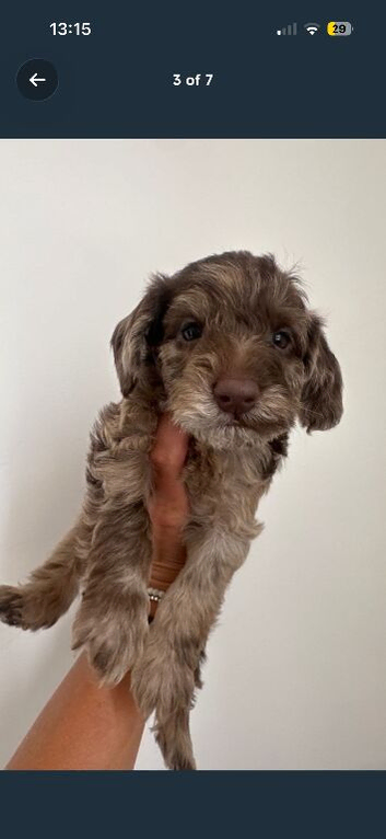 doxiepoo pups 1x female 4x male