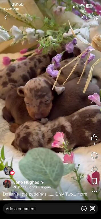Delilah's Darling Dachshunds