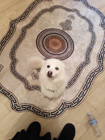 Female pomsky