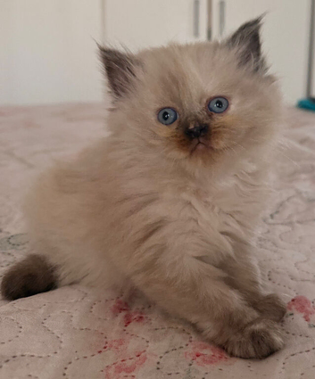 Ragdoll x Persian