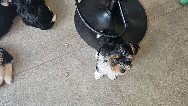 Left  3 boys. Beautiful Biewer Yorkshire Terrier Puppies &ndash; Standard Size