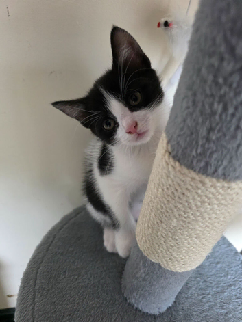 Kittens