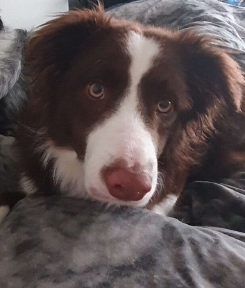 Studding a male border collie