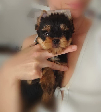 Yorkshire terrier female