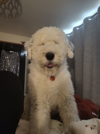 2 year old Olde English Sheepdog for stud