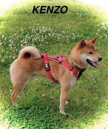 Red Sesame Shiba Inu for Stud service.