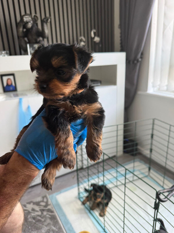 Yorkshire Terrier Puppies