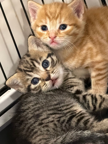 X2 Gorgeous Tabby Male Kittens