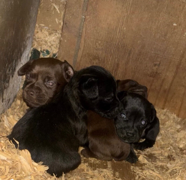 Patterdale terrier pups