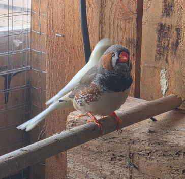 Canaries