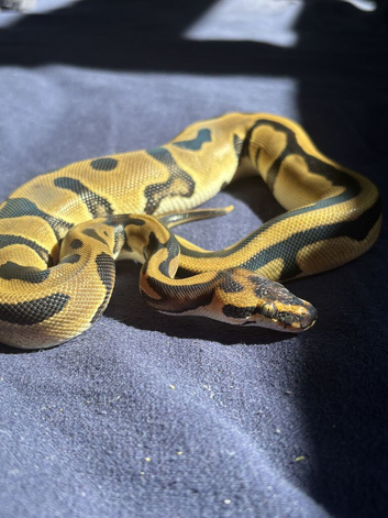 Leopard Orange Dream 100% Het Pied female Ball Python