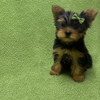 READY! 11 weeks old Quality Mini Yorkshire Terrier