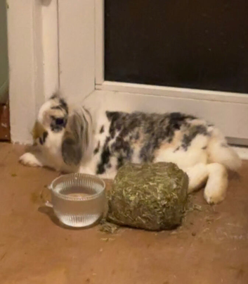 gorgeous long haired rabbit