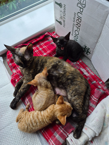 Devon rex boys