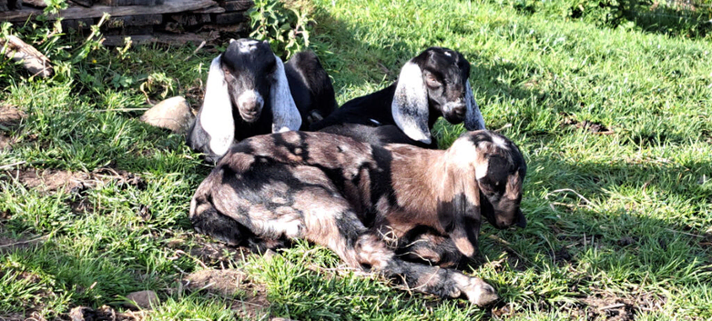 Pedigree Anglo Nubian kids for sale