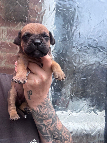 Dogue de Bordeaux x Cane corso puppies