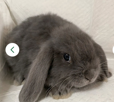 2 rabbits for sale