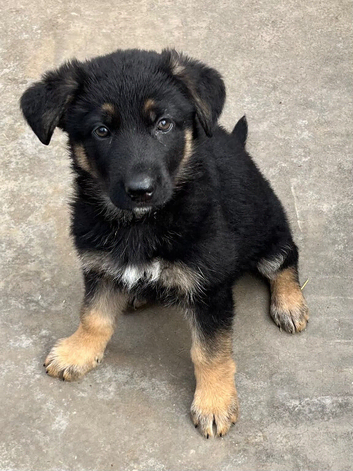 German Shepherd pups