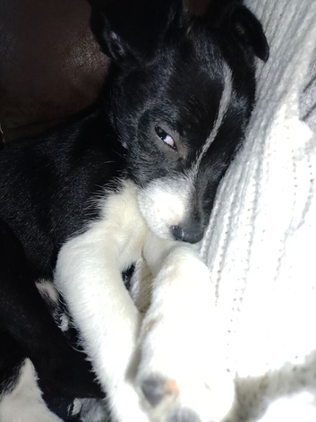 8m Patterdale x Jack x ??? for energetic home