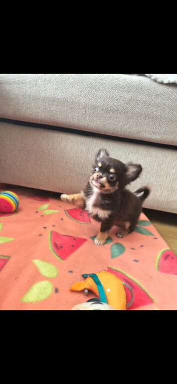 Male chihuahua - Fully Health Tested Parents