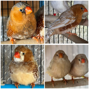 Zebra Finches