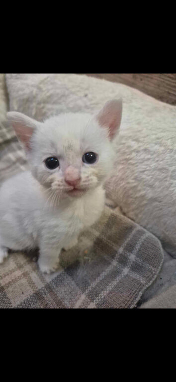 Beautiful turkish angora x maine coon kittens looking for forever homes