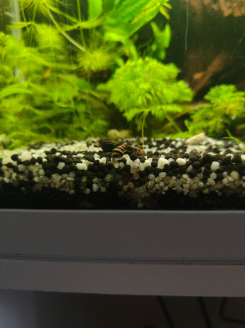 X2 Assassin snails