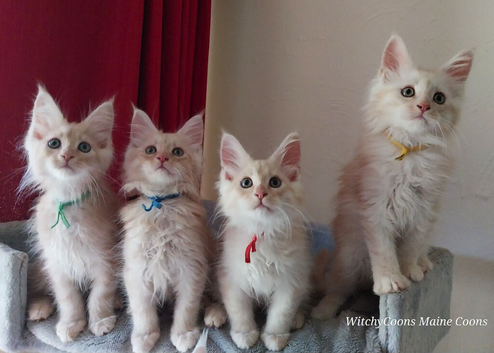 Stunning Tica Reg Maine Coon Kittens. Cream. Red. Tortie
