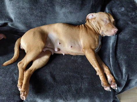 13 month old puppy for sale