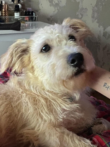 Glen of Imaal terrier male 1 year