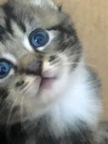 Adorable little Pud-puds