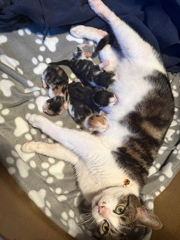 4 mixed bread kittens
