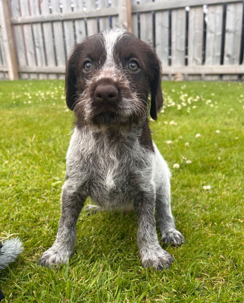 German Wirehaired Pointer Puppies