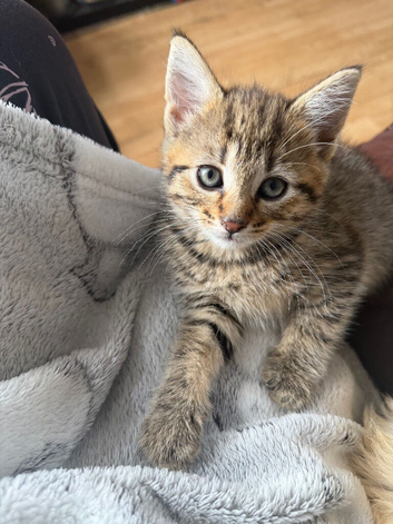 Domestic shorthair