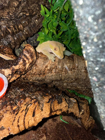 Male crested gecko &setup
