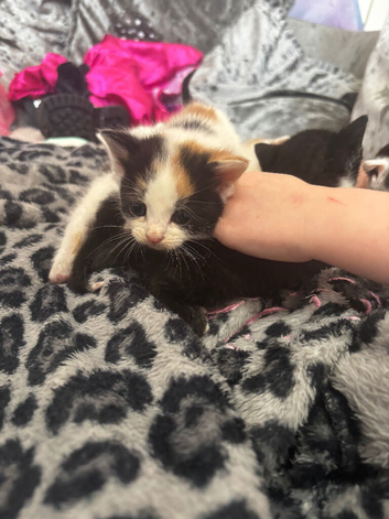 2 female kitten