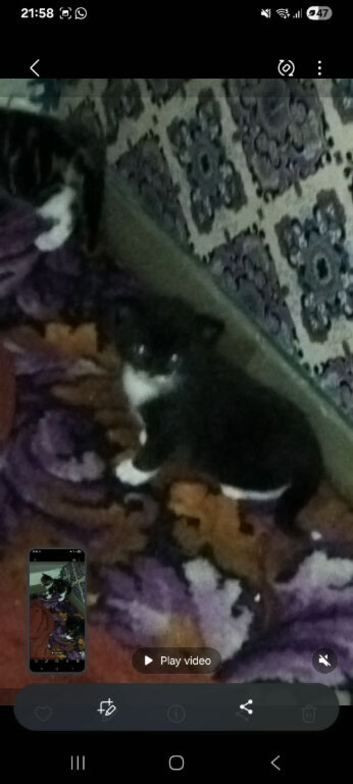 Kittens for sale