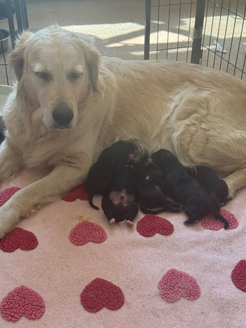 Beautiful Golden Retriever &times; Lurcher Puppies &ndash; 4 Girls & 2 Boys