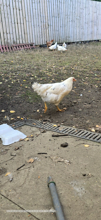 Olive Egger Chicken
