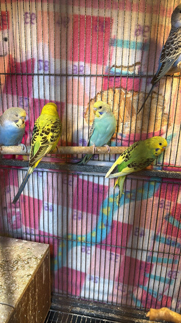 Young budgies
