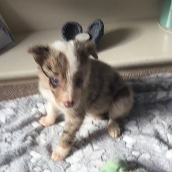 Stunning mixed litter of 8 Border Collies