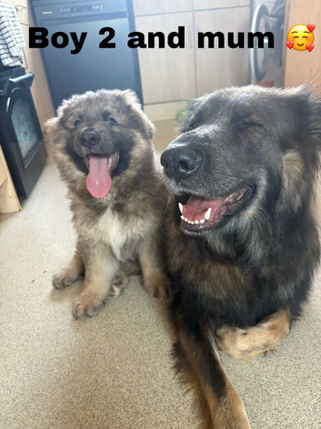 KC reg Isabella pups