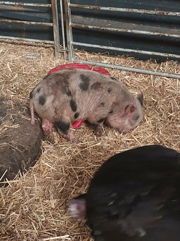FREE selection of Kune Kune x piglets