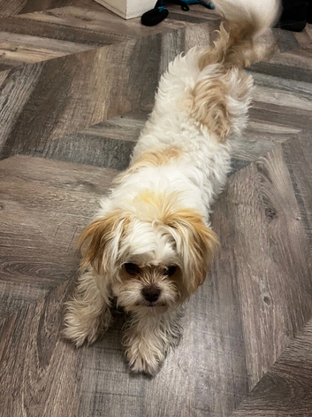 Lhasa Apso x Chihuahua