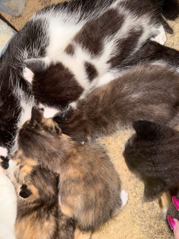 Kittens female and male