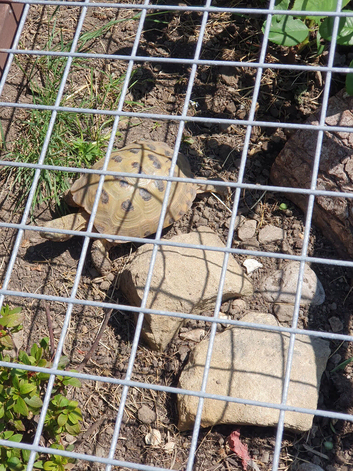 Horsefield tortoises female