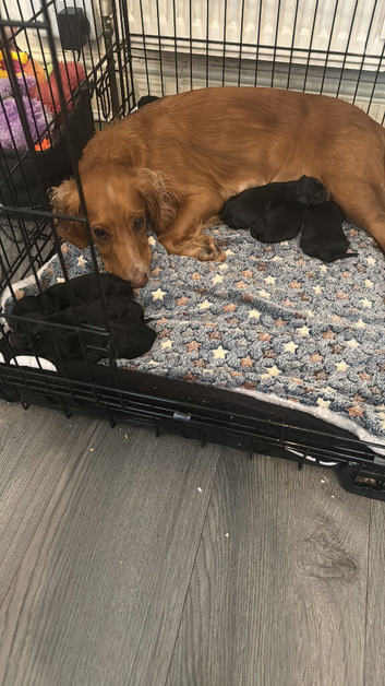 Cocker pup